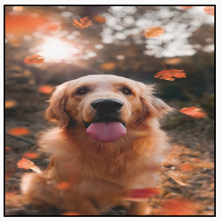 portrait_fillbounds.png